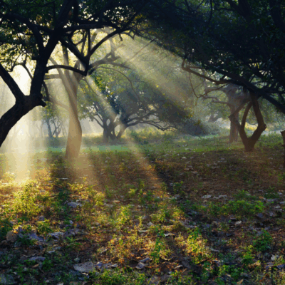 Trovare il tuo Ashram